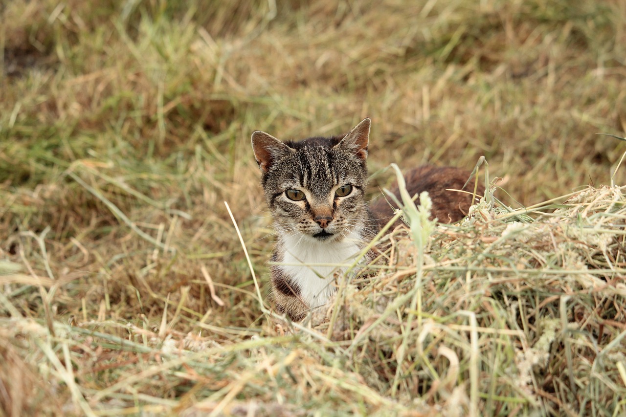 cat hunting lauer free photo