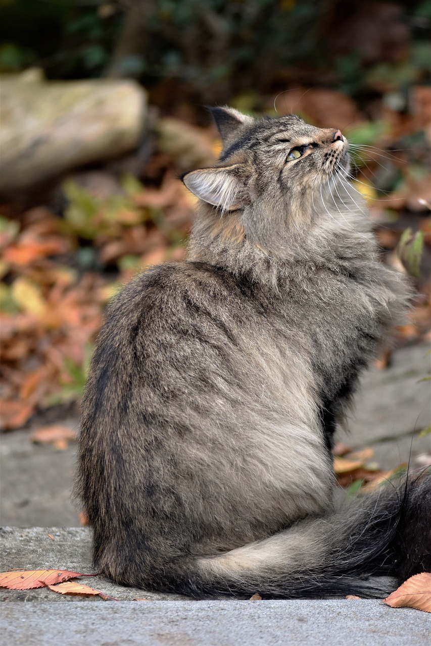 cat  neighbor's cat  wildcat free photo