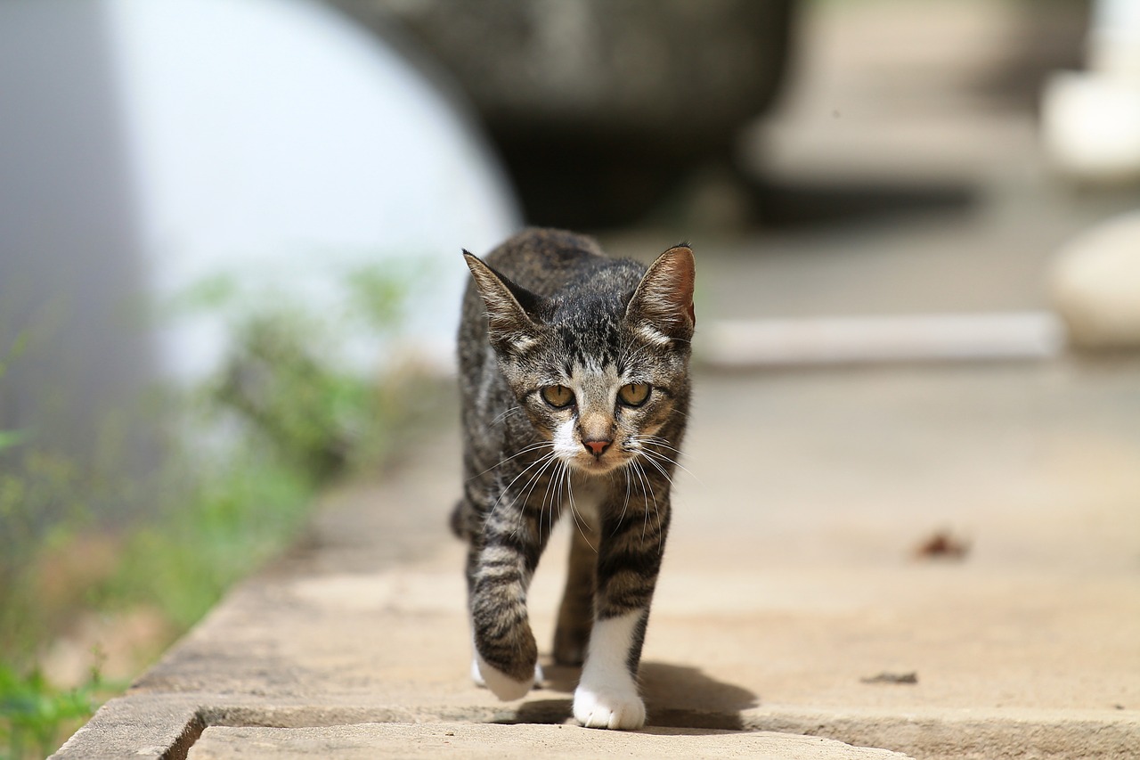 cat feline walking walking free photo