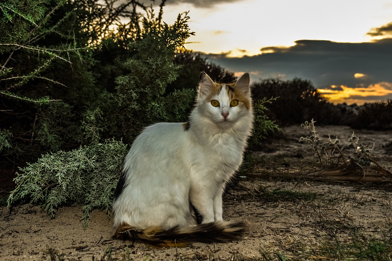 cat  stray  animal free photo