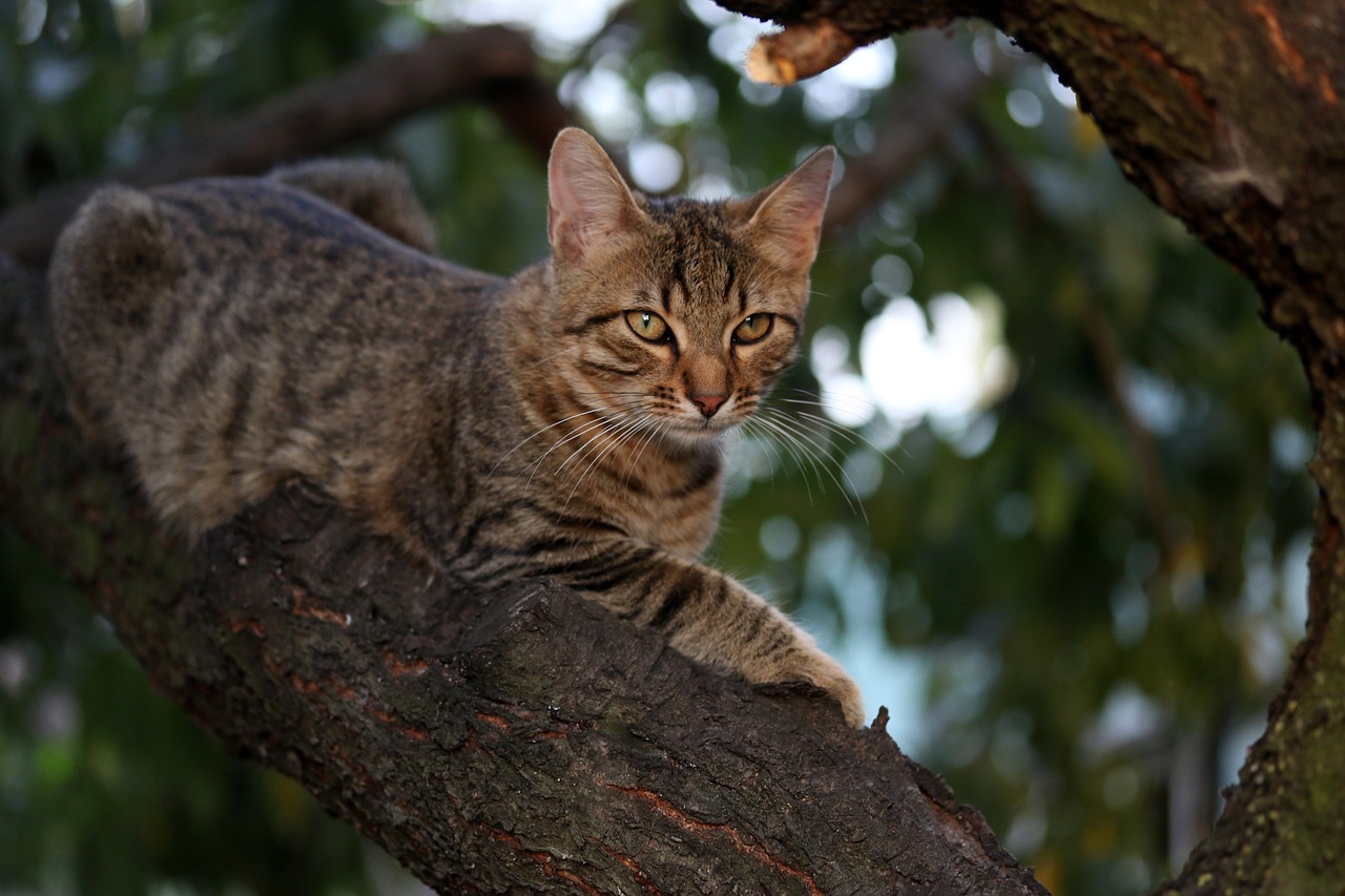 cat  small  cute free photo