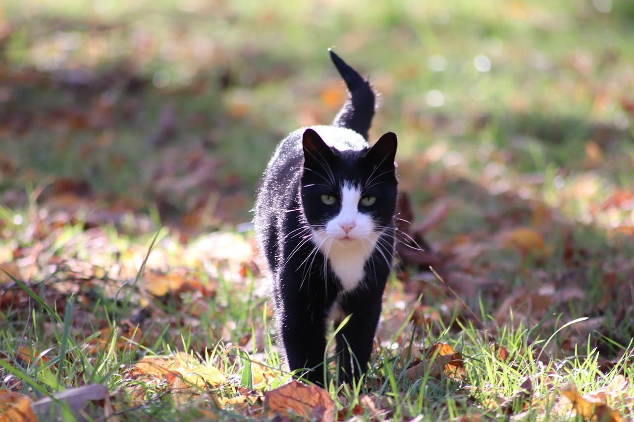 cat  pets  autumn leaves free photo