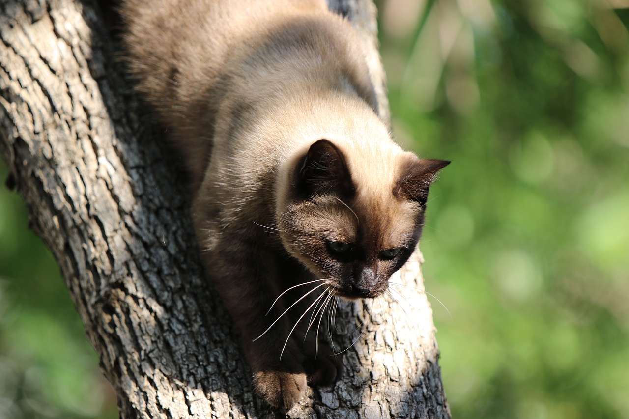 cat  siamese  tree free photo