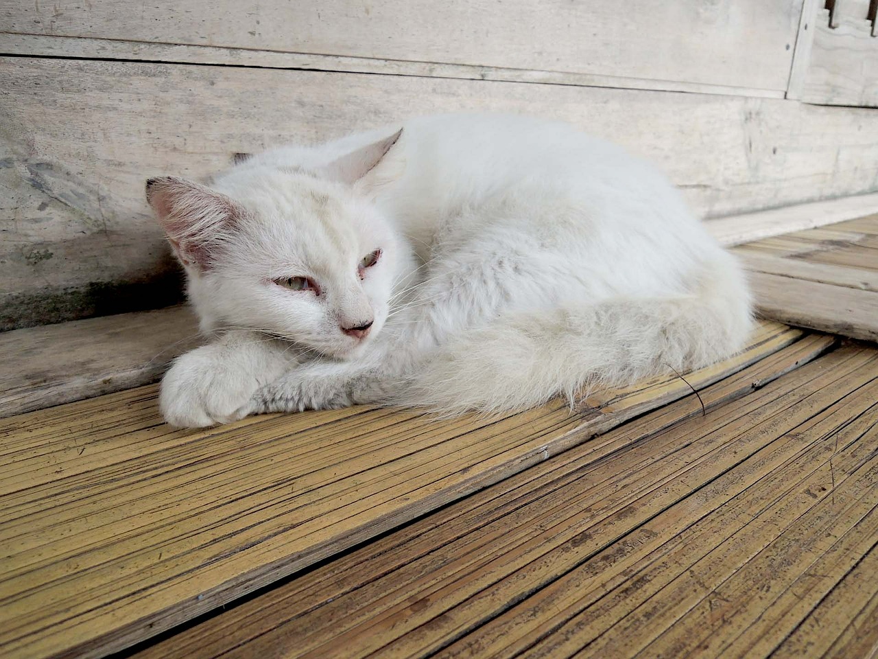 cat white stray cat free photo