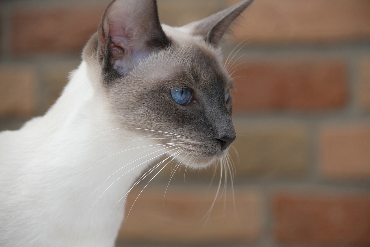 cat  pet  siamese cat free photo