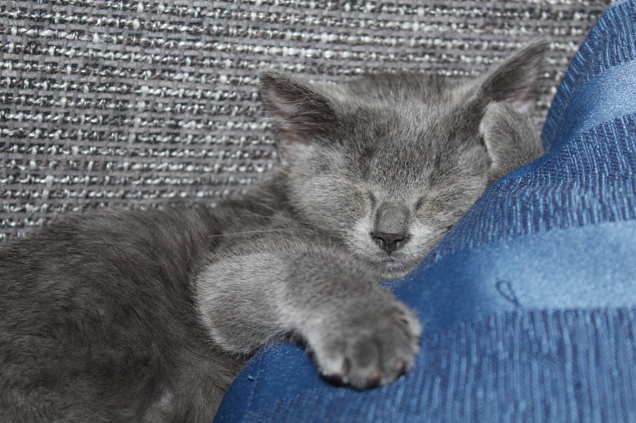 cat kitten sleep free photo