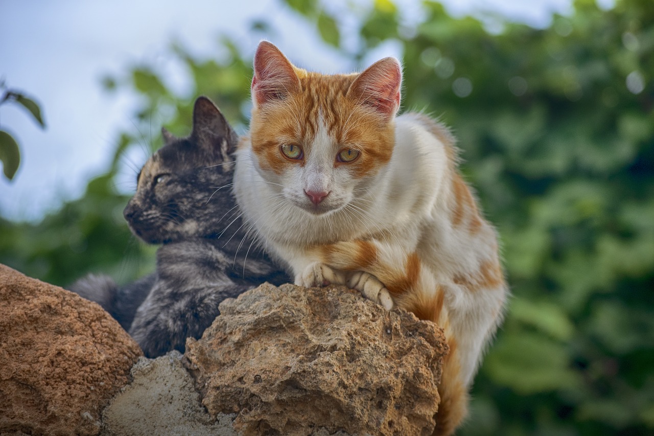 cat  stone  look free photo