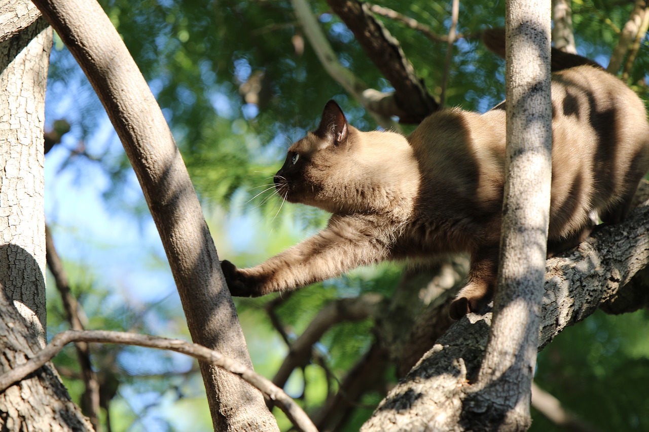 cat  siamese  tree free photo