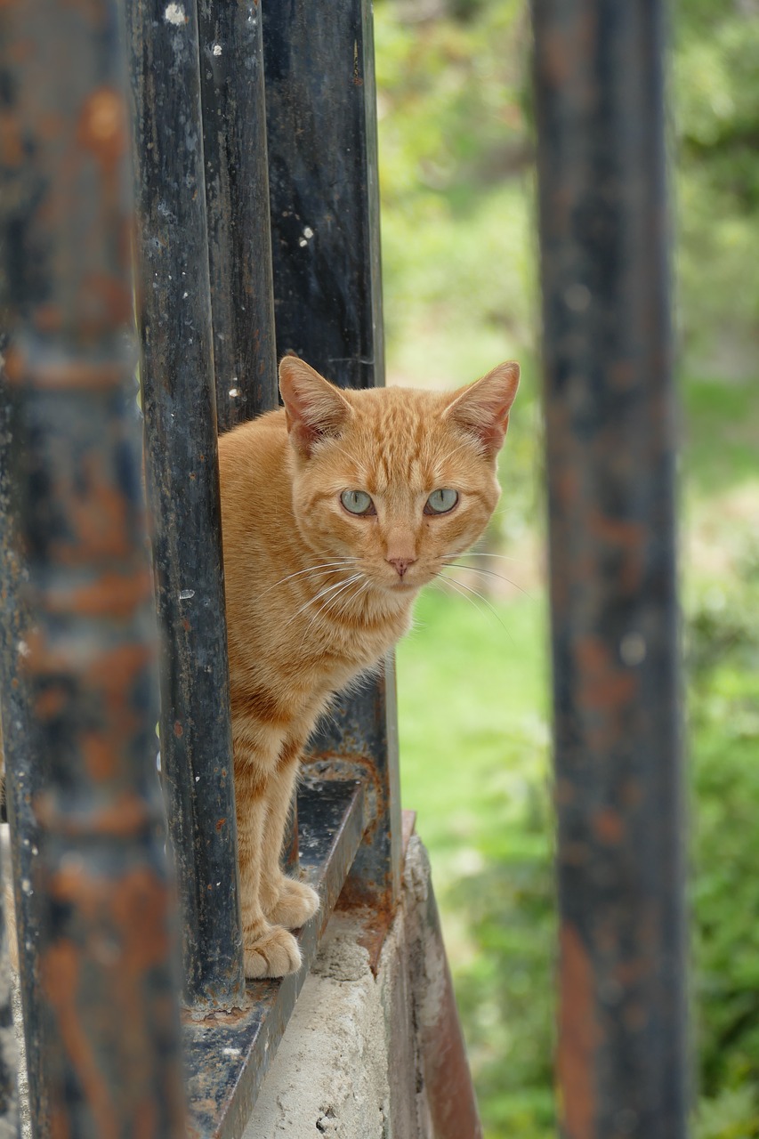 cat  cats  alley cat free photo