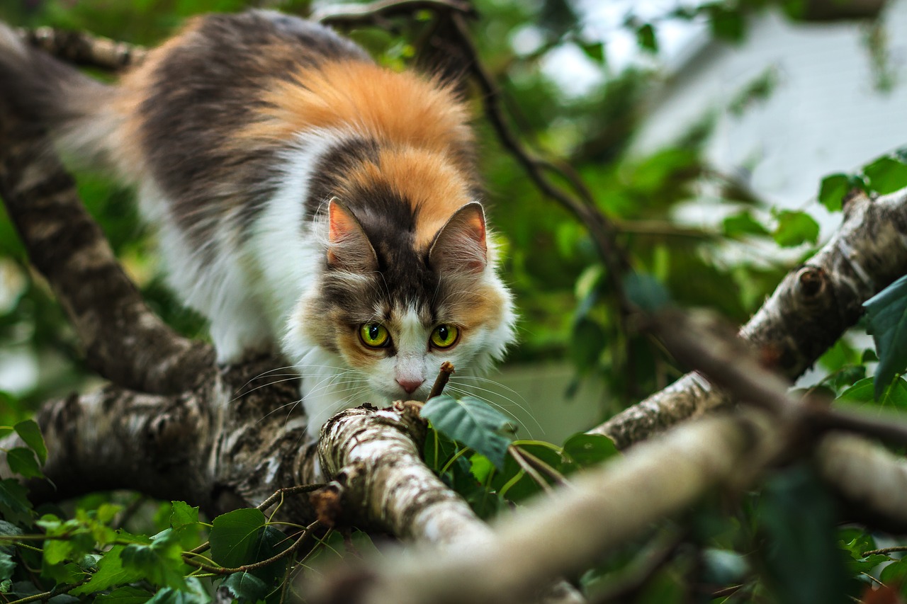 cat  tree  wild free photo