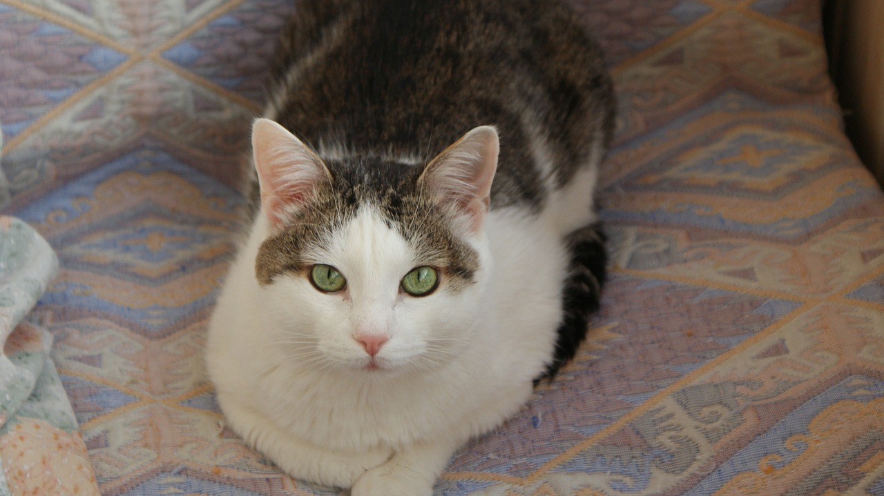 cat  cat sit cat  the cat on the couch free photo