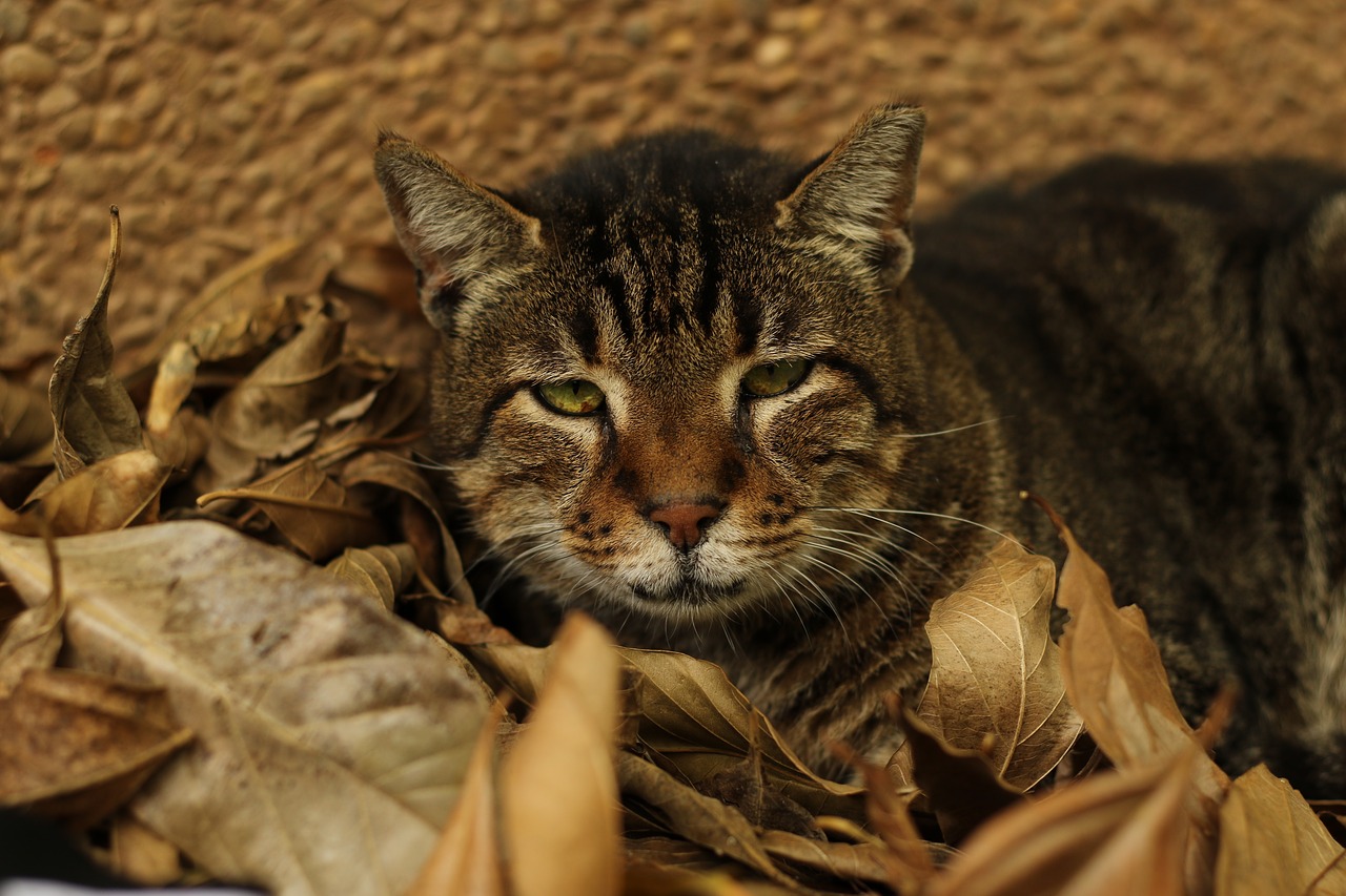 cat  close up  green eyes free photo