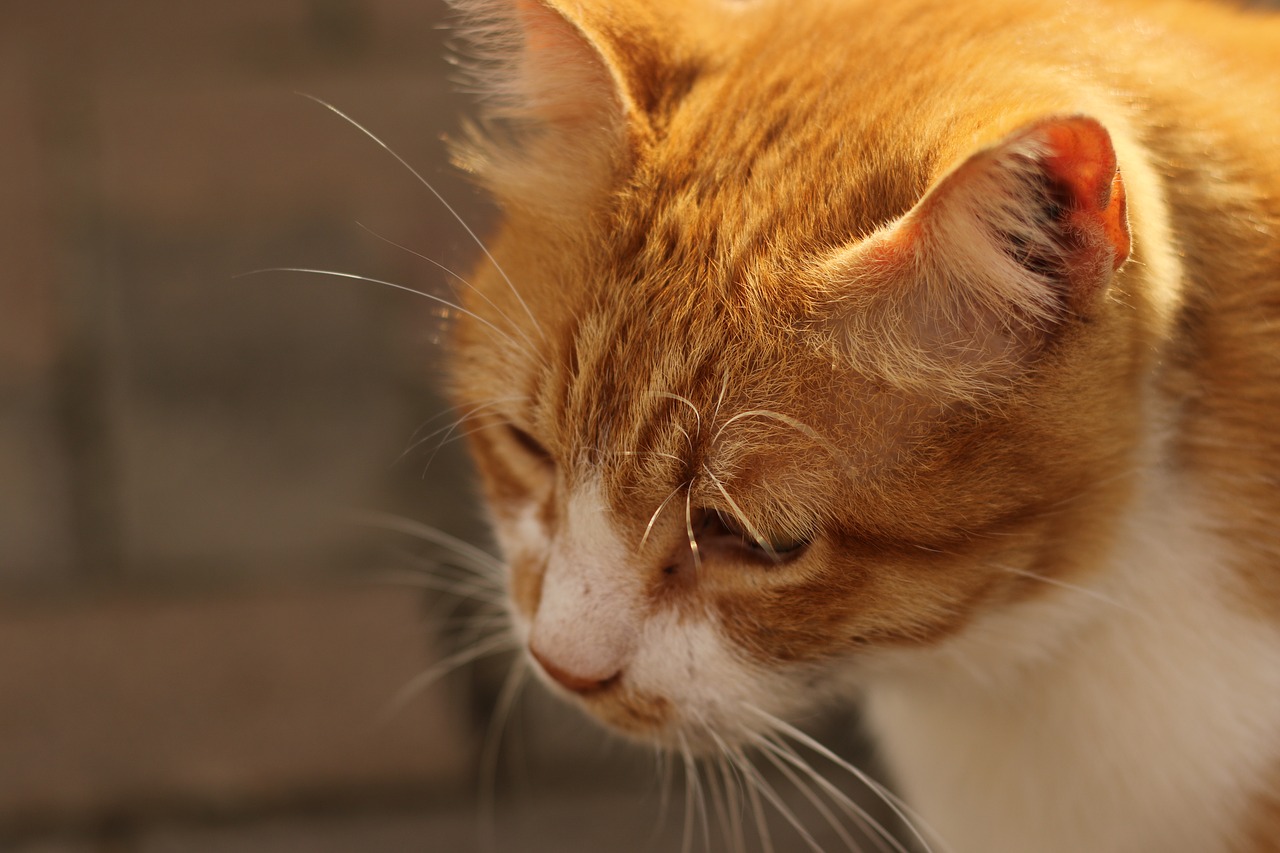 cat  close up  red head free photo