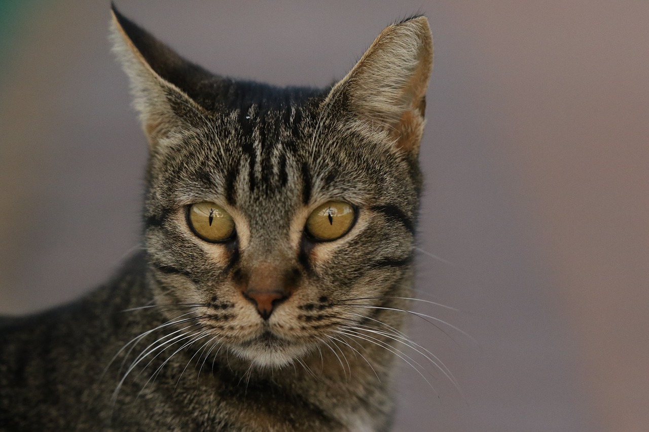 cat  close up  portrait free photo