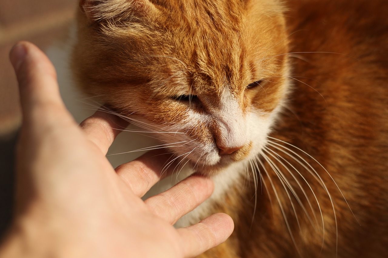 Кат головы. Голова красной кошки. Redhead Cat.