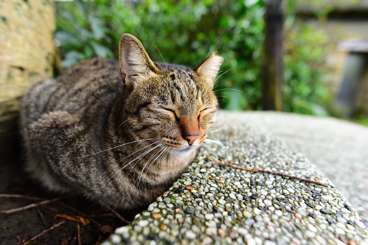 cat  mammal  stray cats free photo