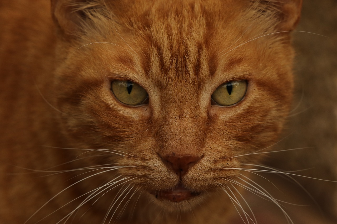 cat  redhead  close up free photo