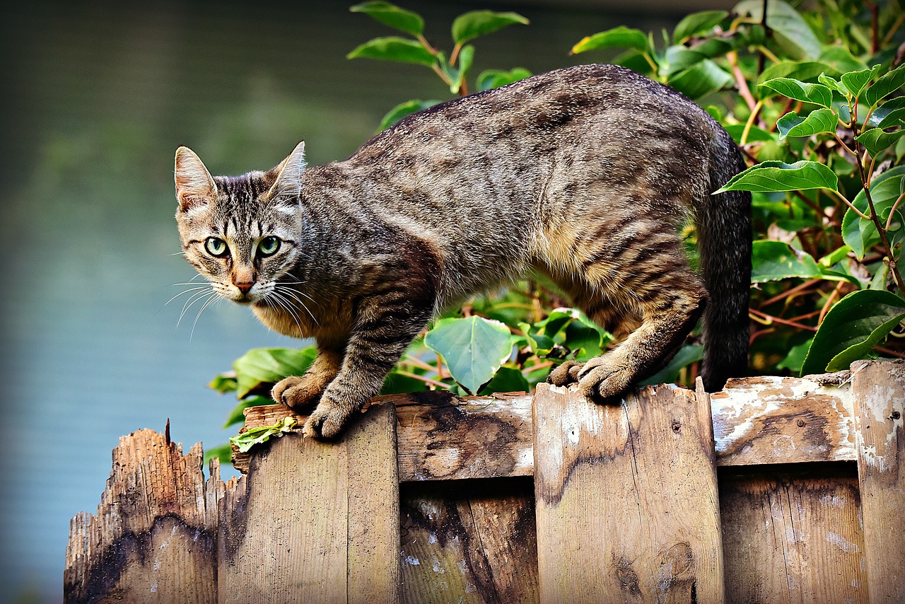 cat  animal  mackerel free photo