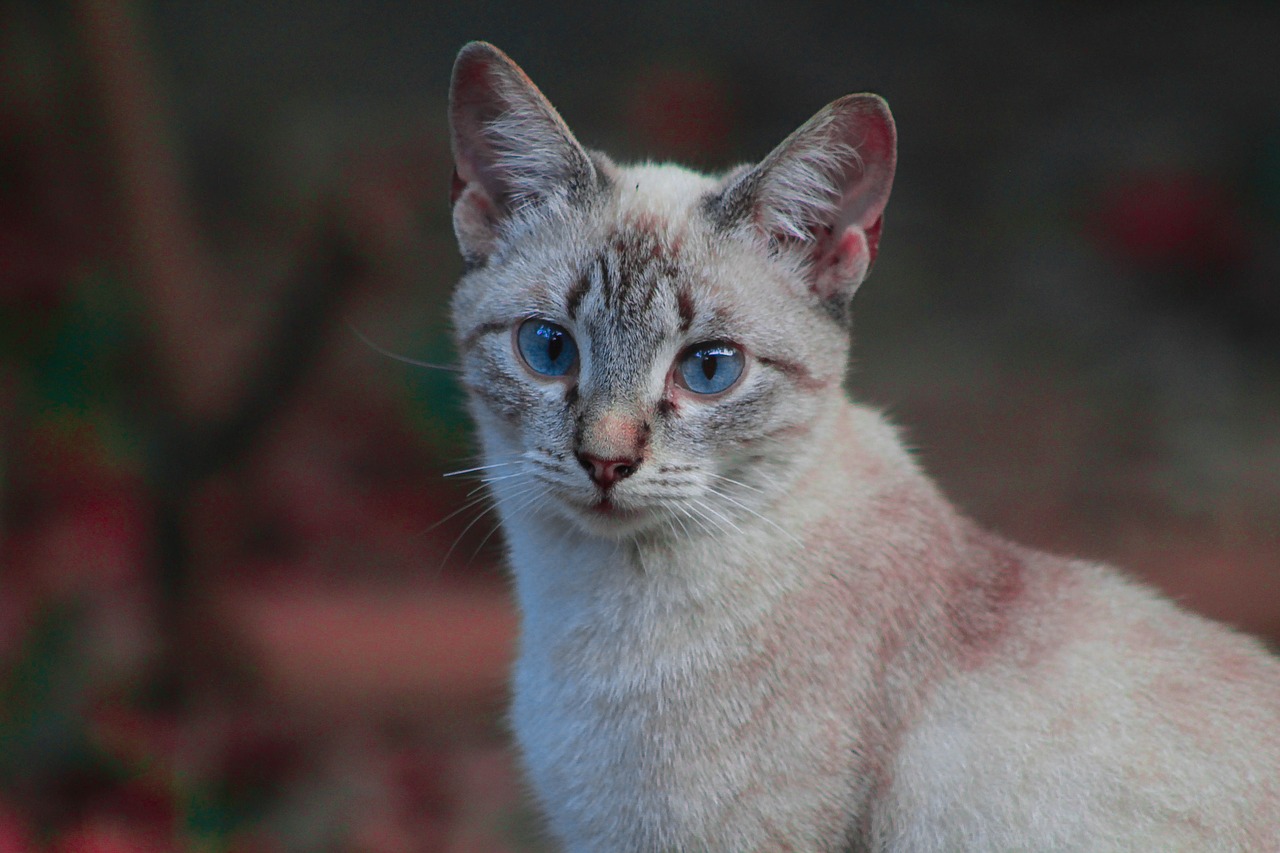 cat  moon  blue free photo