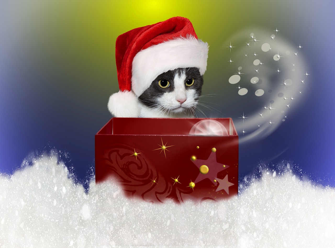 cat  christmas  snow free photo