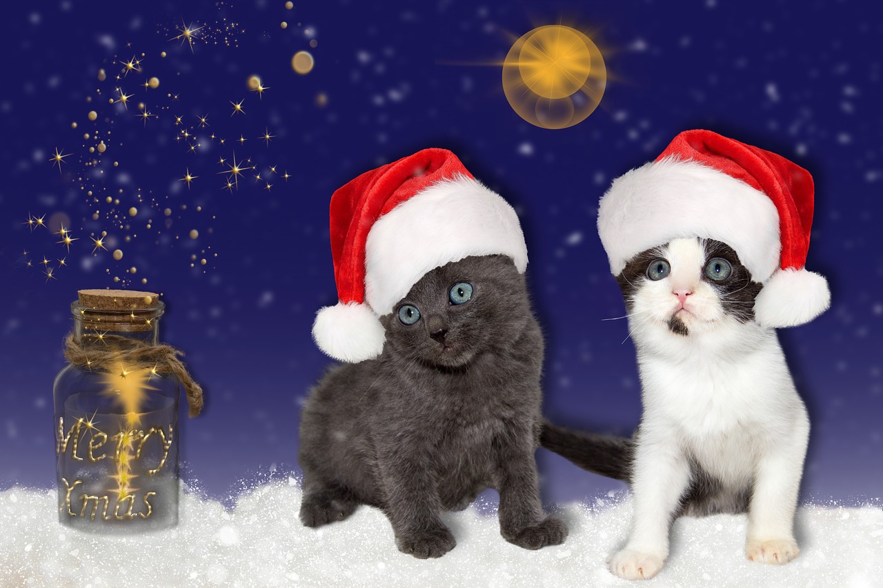 cat  young  christmas free photo