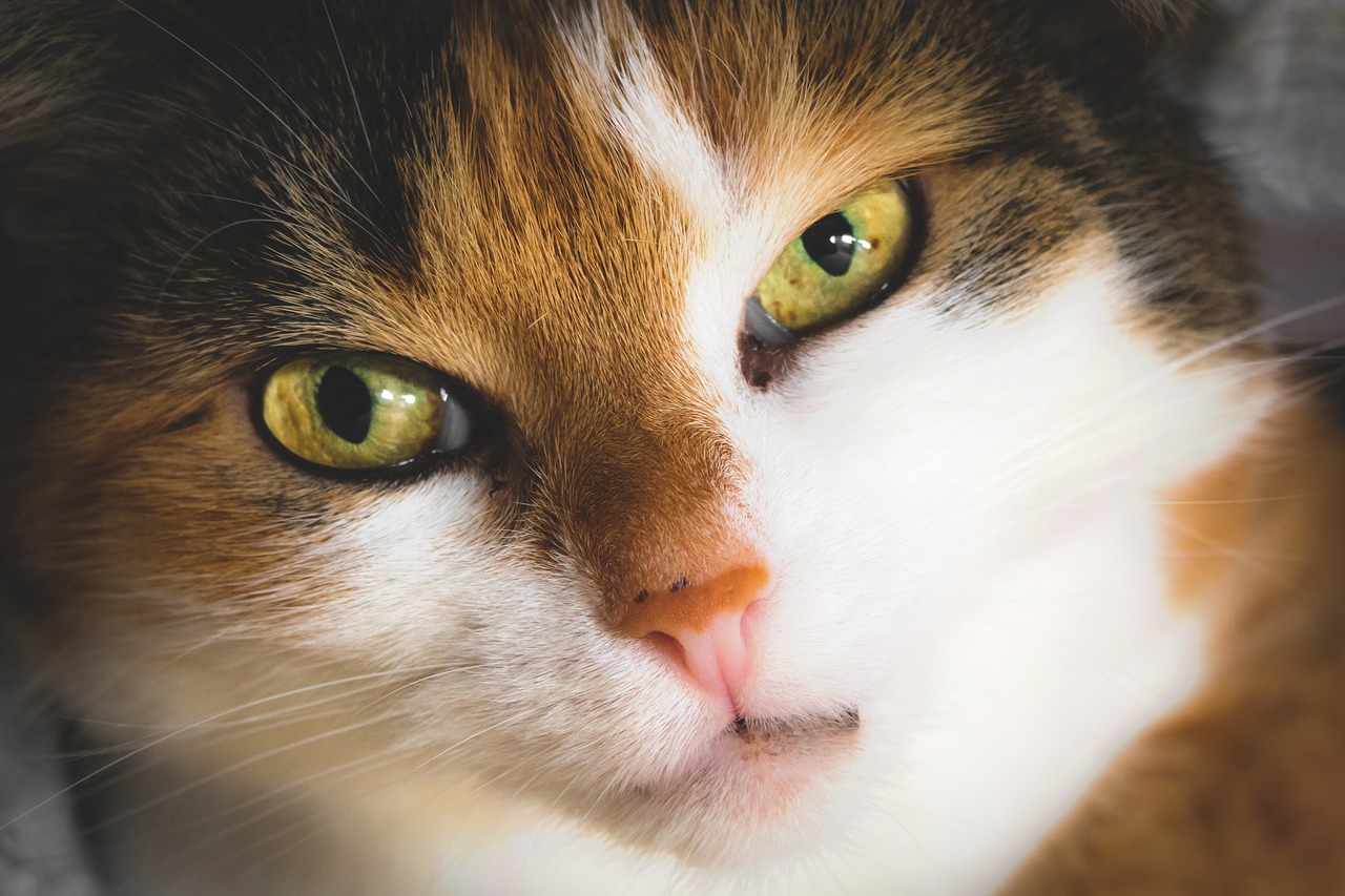 cat  cat's eyes  contact free photo