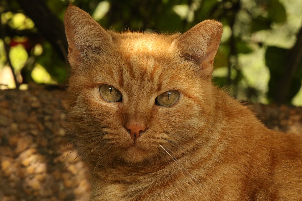 cat  face  close up free photo