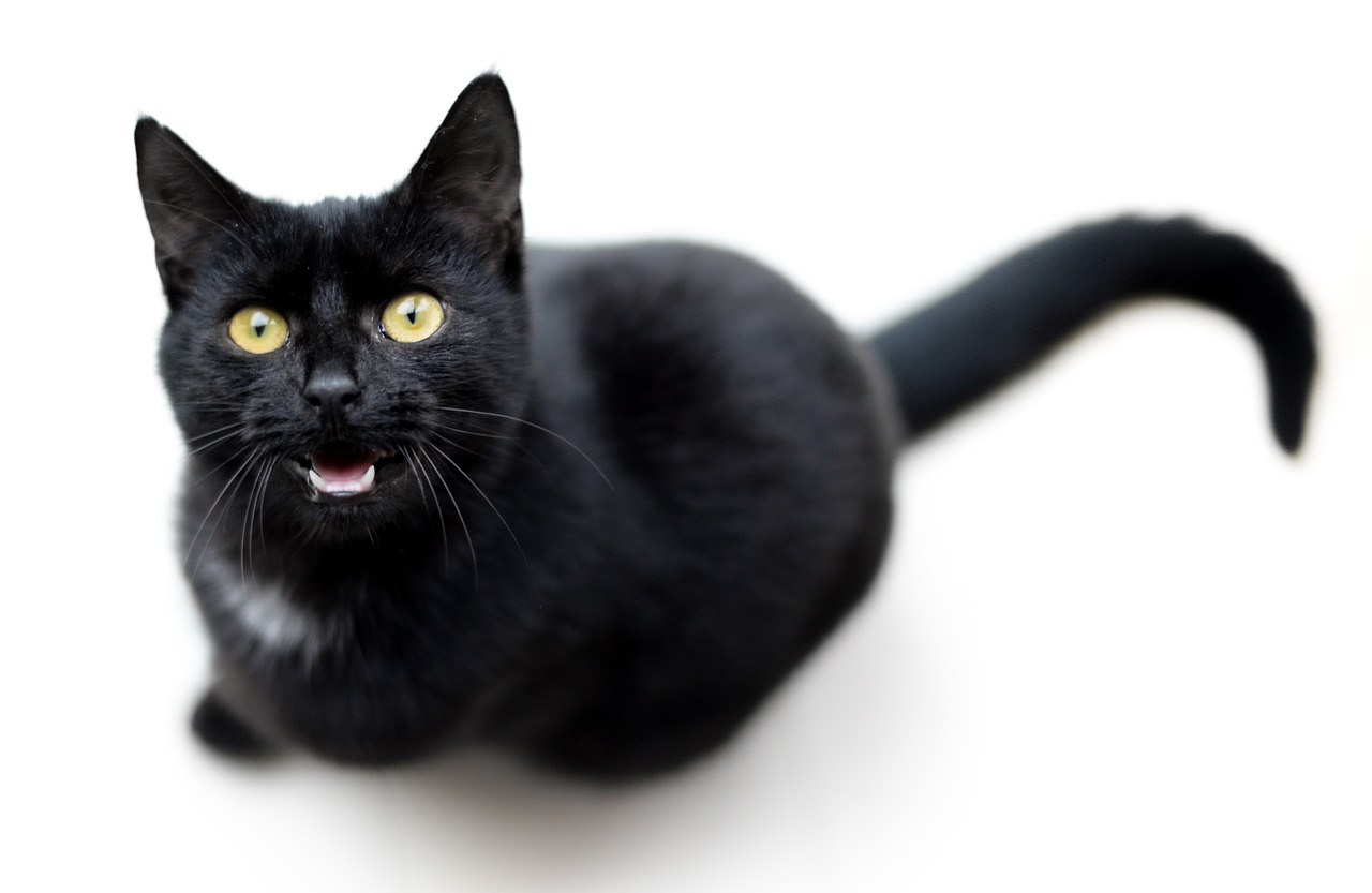 cat  black  meow free photo