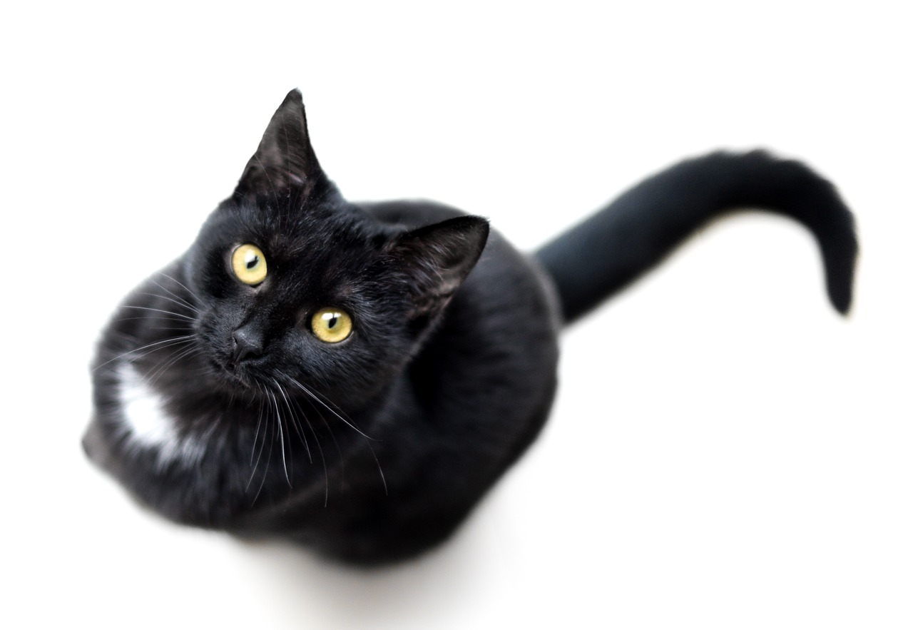 cat  black  isolated free photo