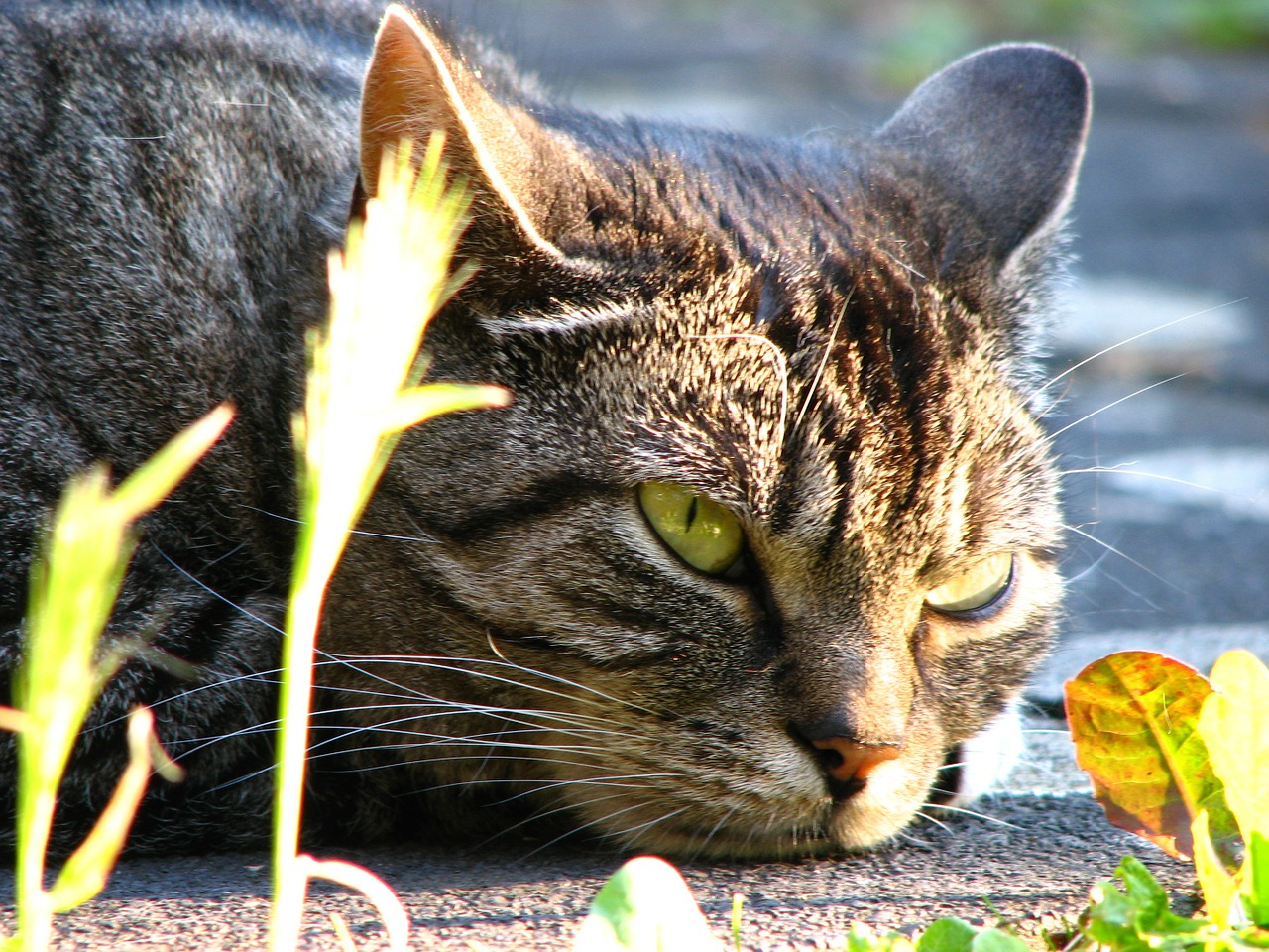 cat grey tired free photo