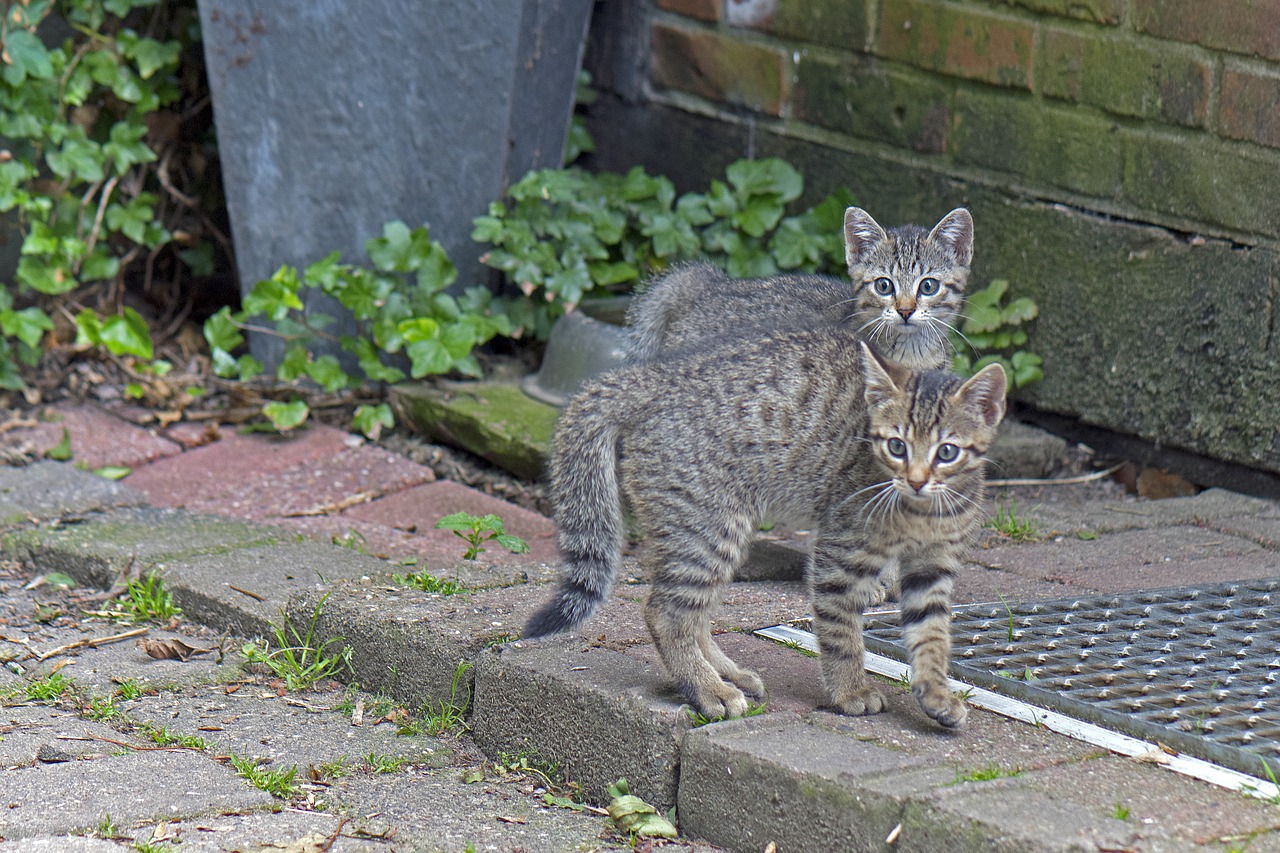 cat  young cats  kitten free photo