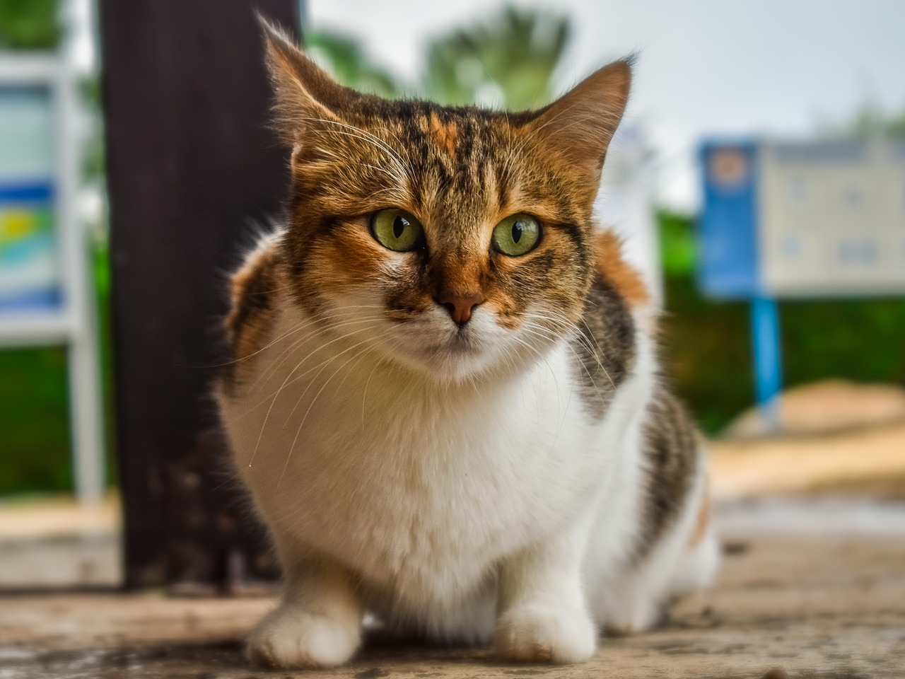 cat  stray  outdoor free photo