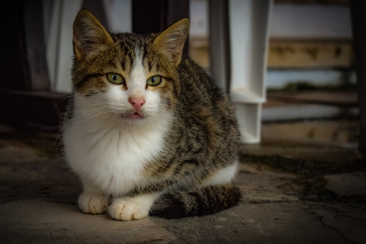 cat  young  stray free photo