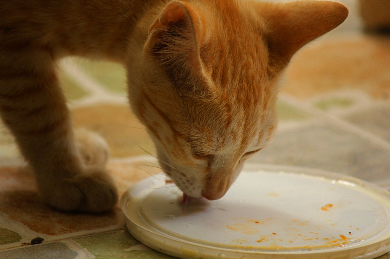 Можно кормящей сметану. Питание кошек. Кошка и молоко. Кошка ест сметану. Кошка пьет молоко.