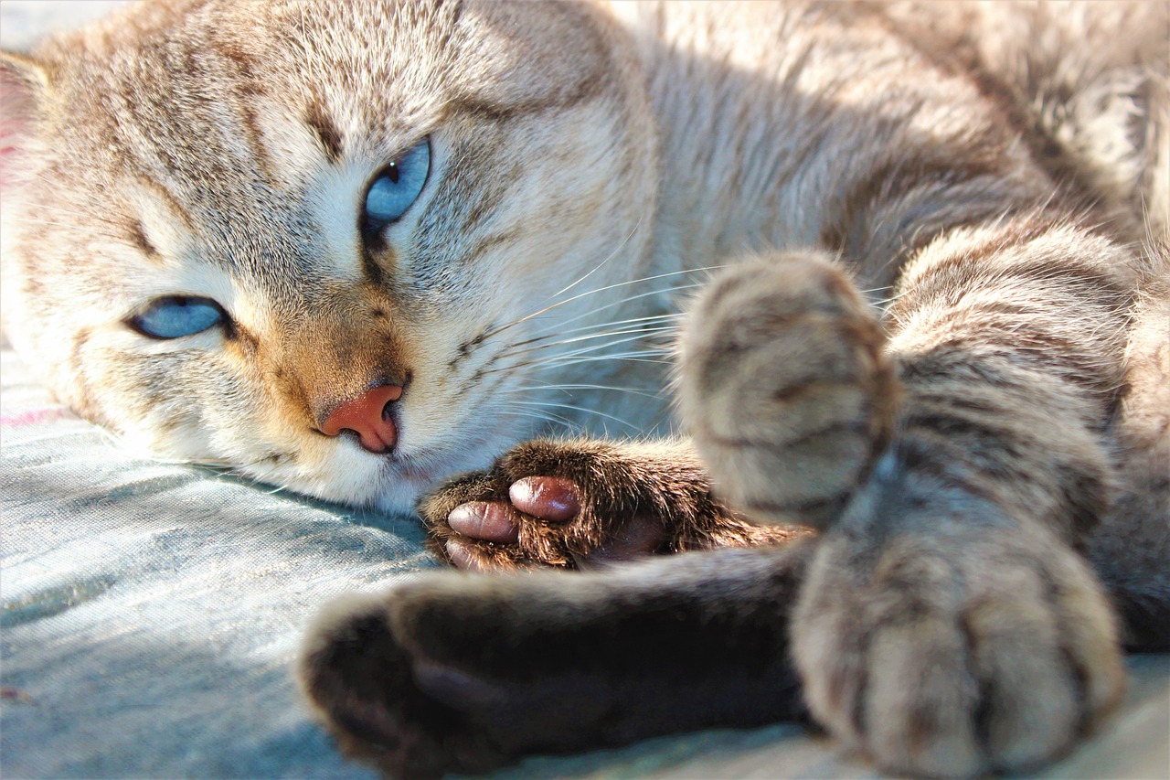 cat  portrait  kitten free photo