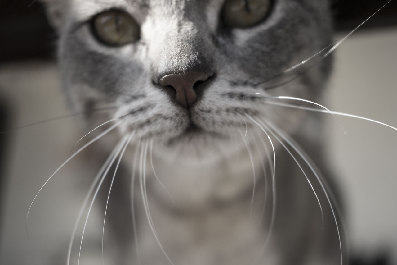 cat  animals  portrait free photo