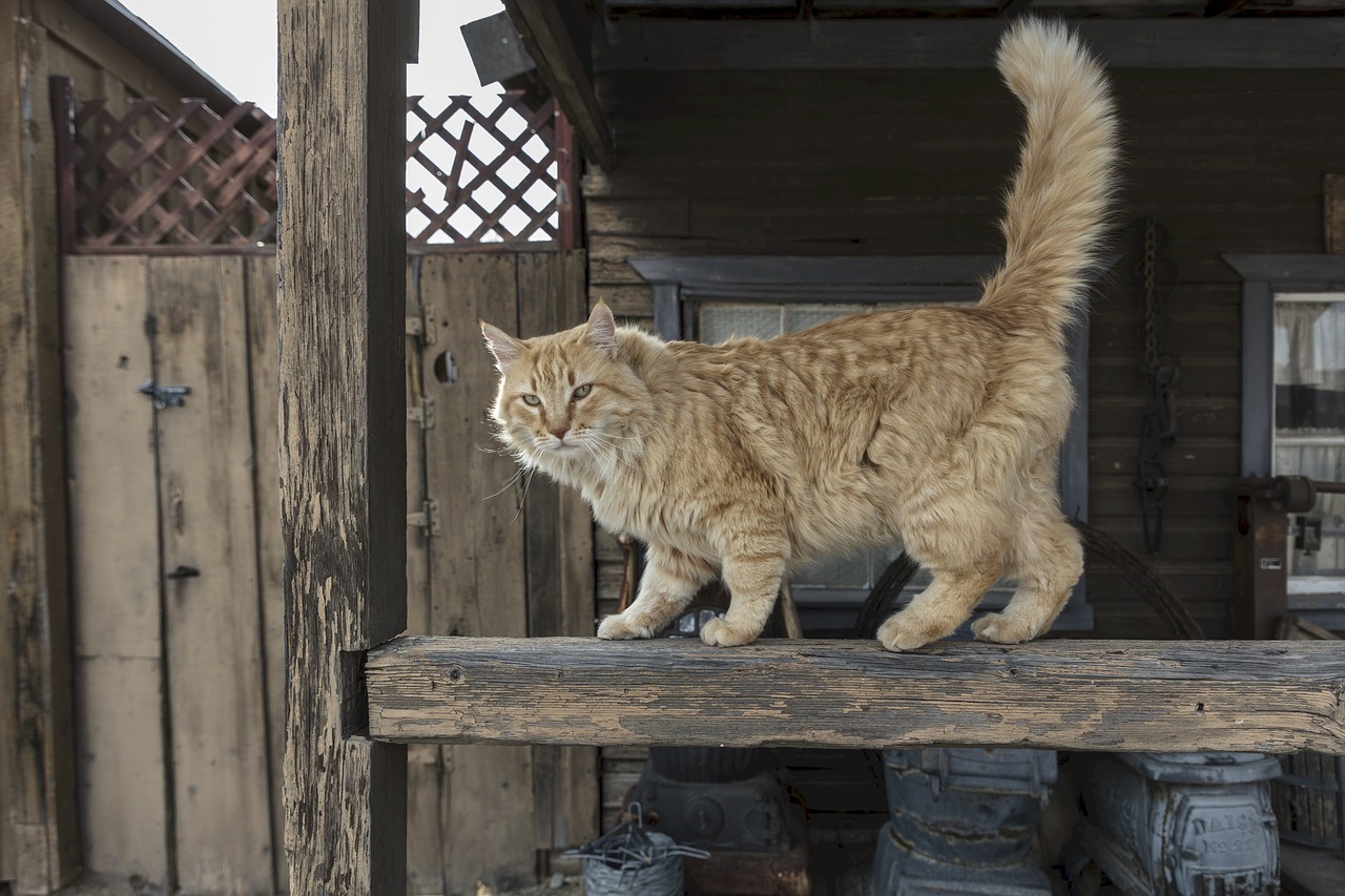 cat  walking  face free photo