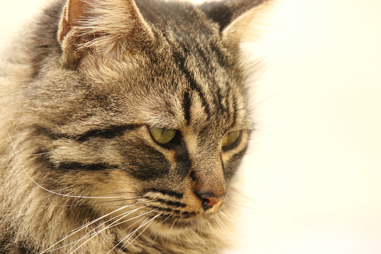 cat  close up  portrait free photo