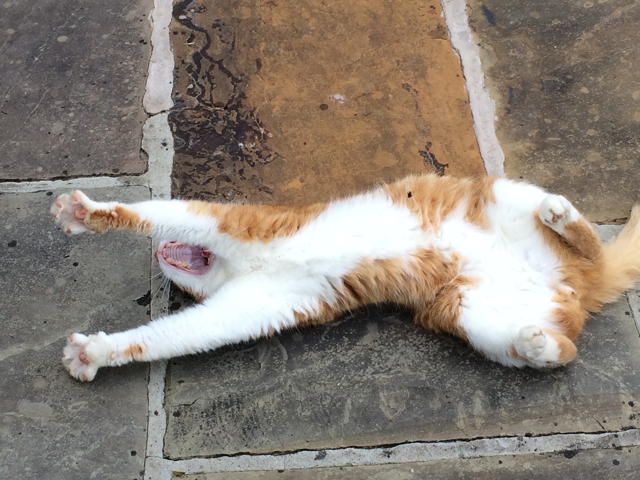 cat  stretch  yawn free photo
