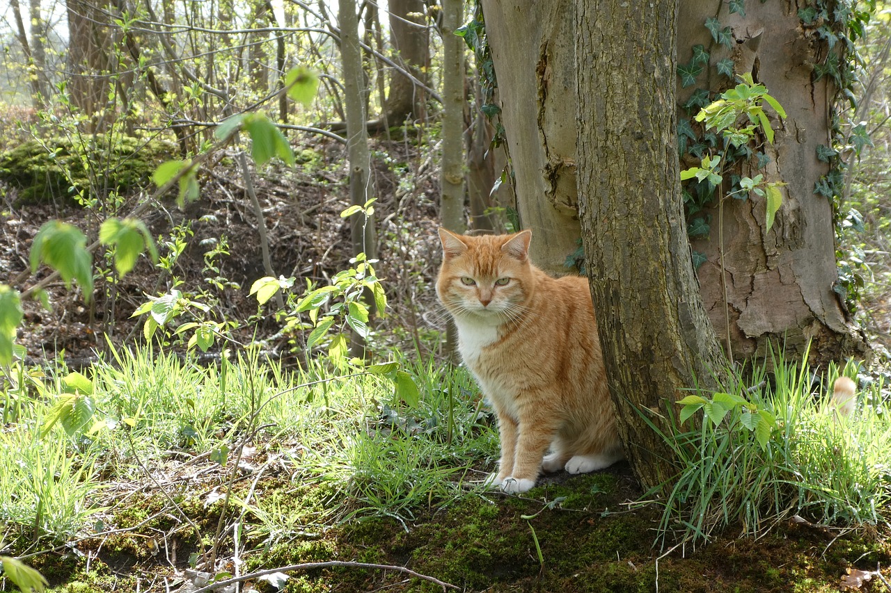 cat  garden  pet free photo