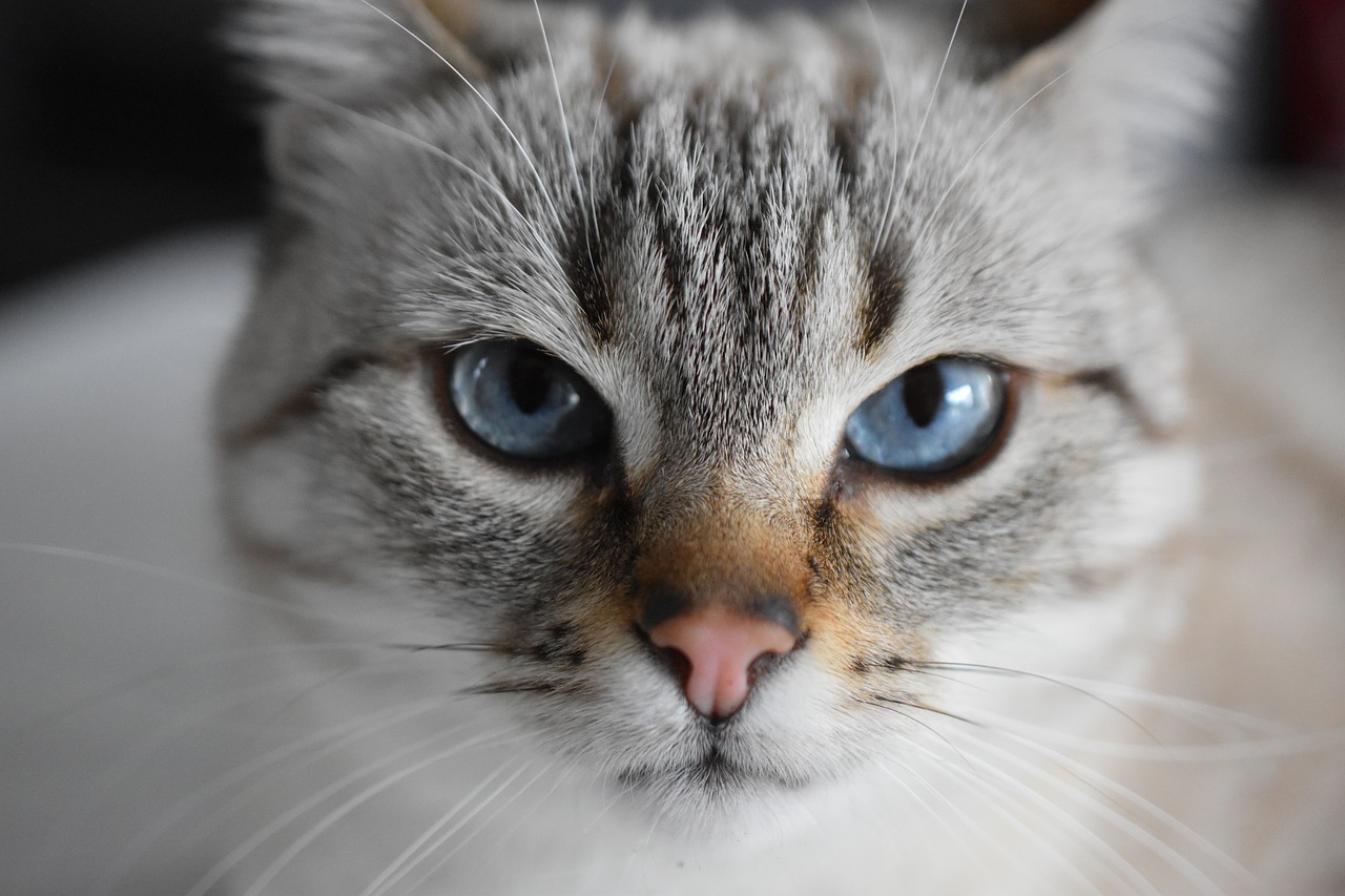 cat  animal  blue eyes free photo