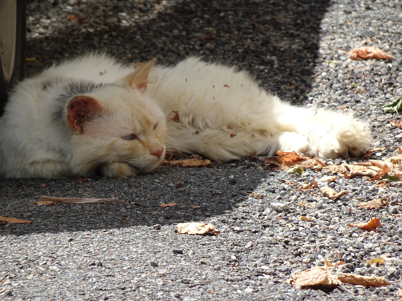 cat  sprawled  tired free photo