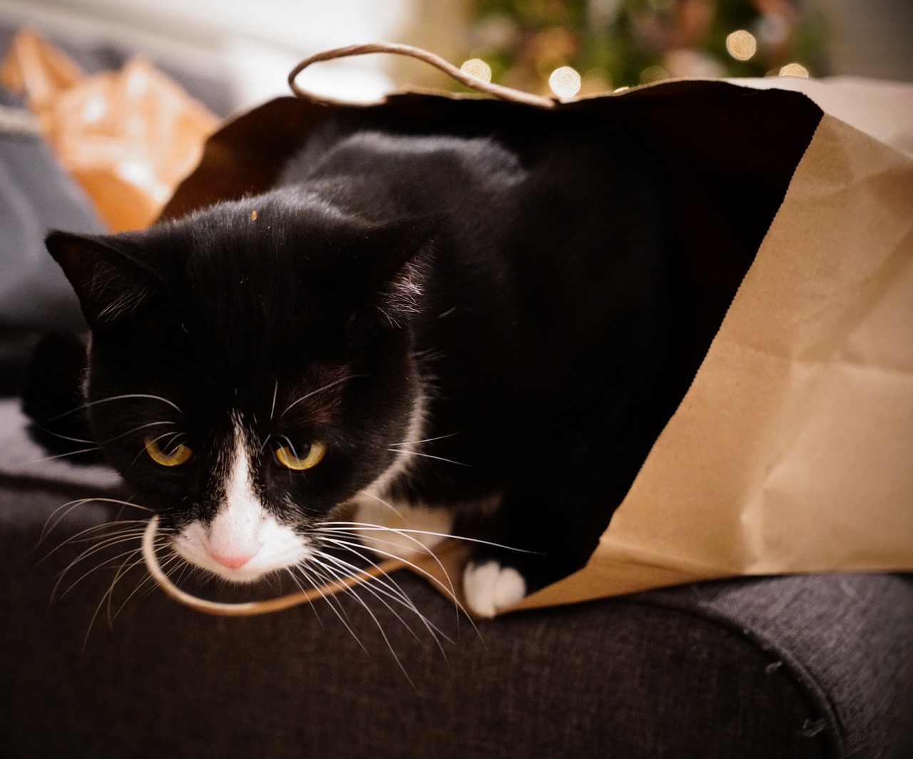 cat  bag  christmas tree free photo