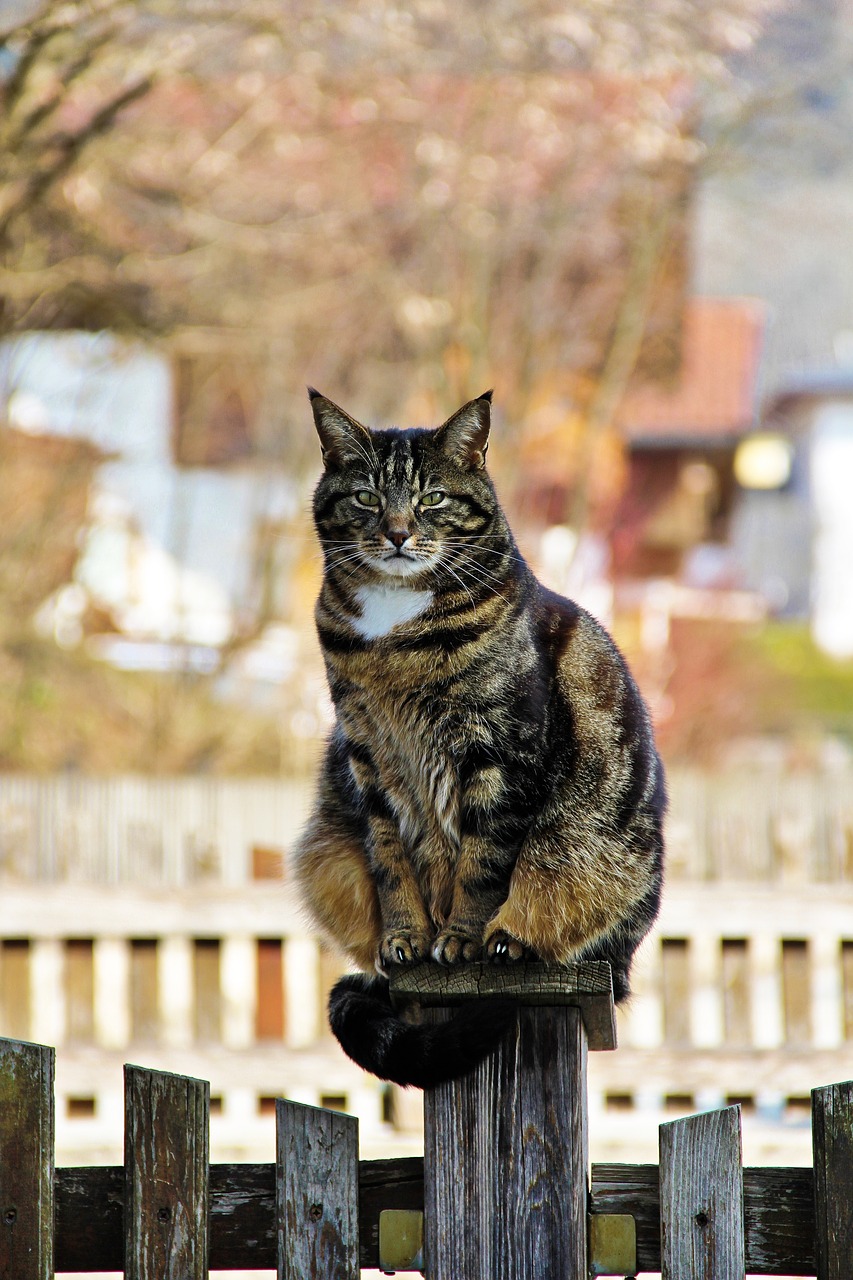 cat  domestic cat  mackerel free photo