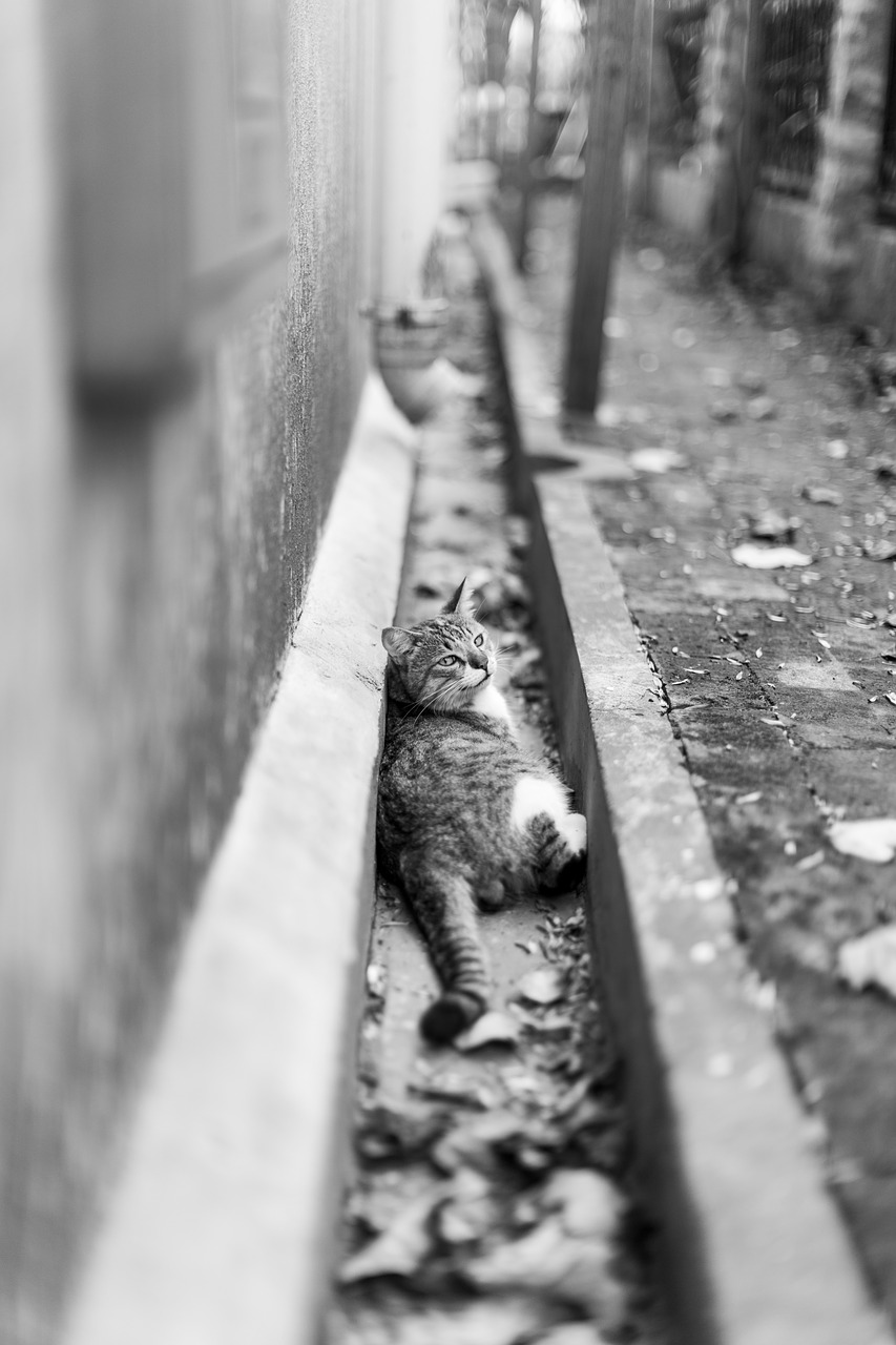 cat  black and white  outdoor free photo