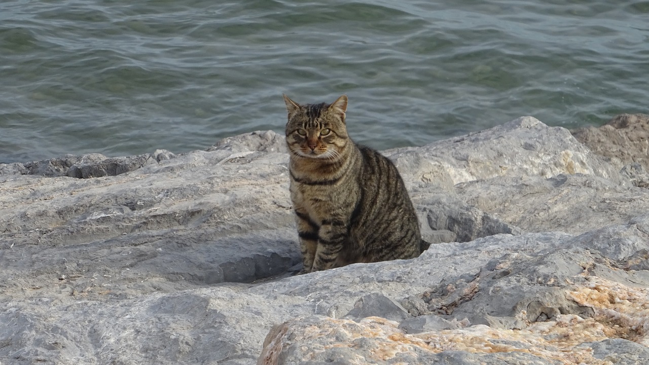 cat  rocks  sea free photo