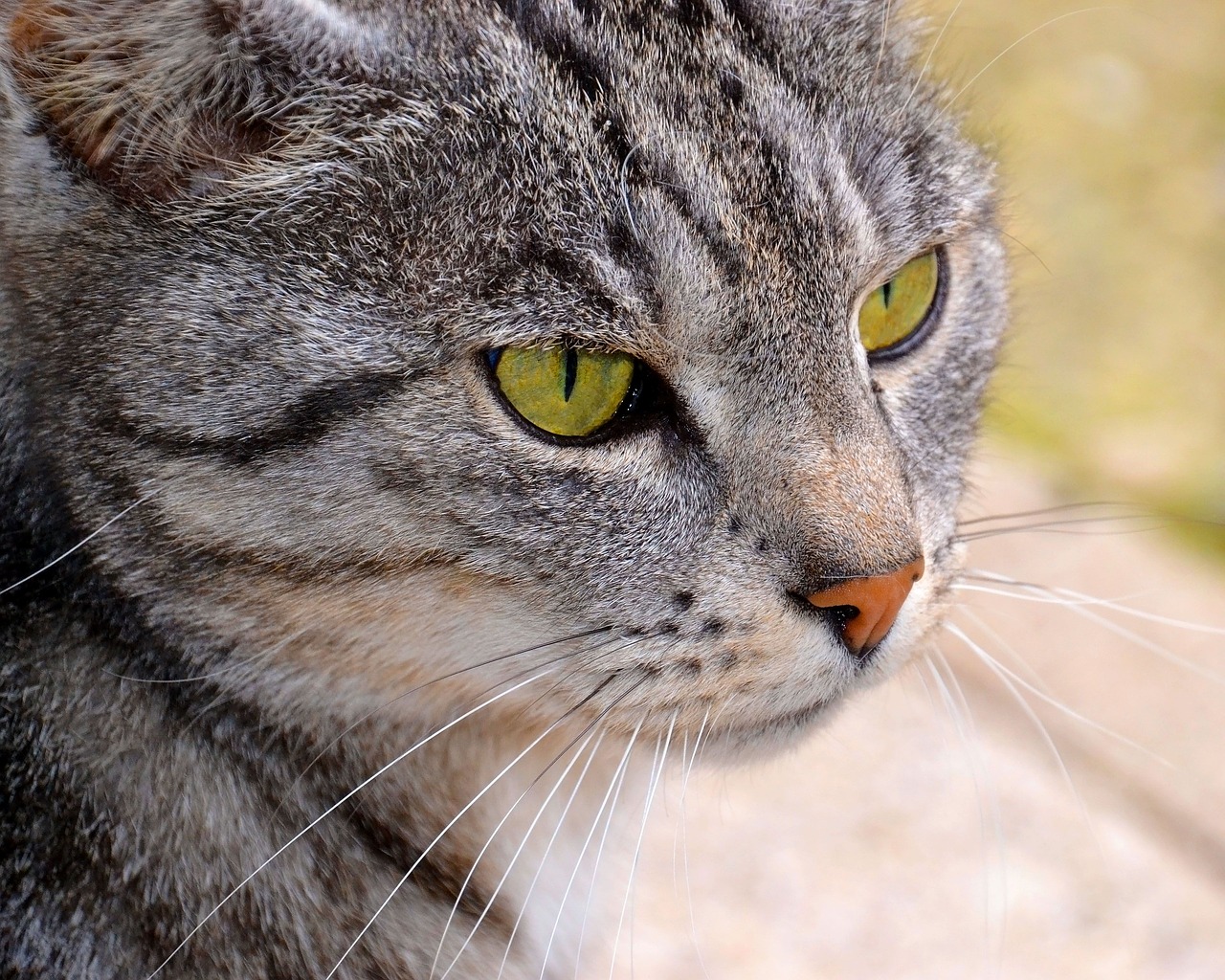 cat  green eyes  cat face free photo