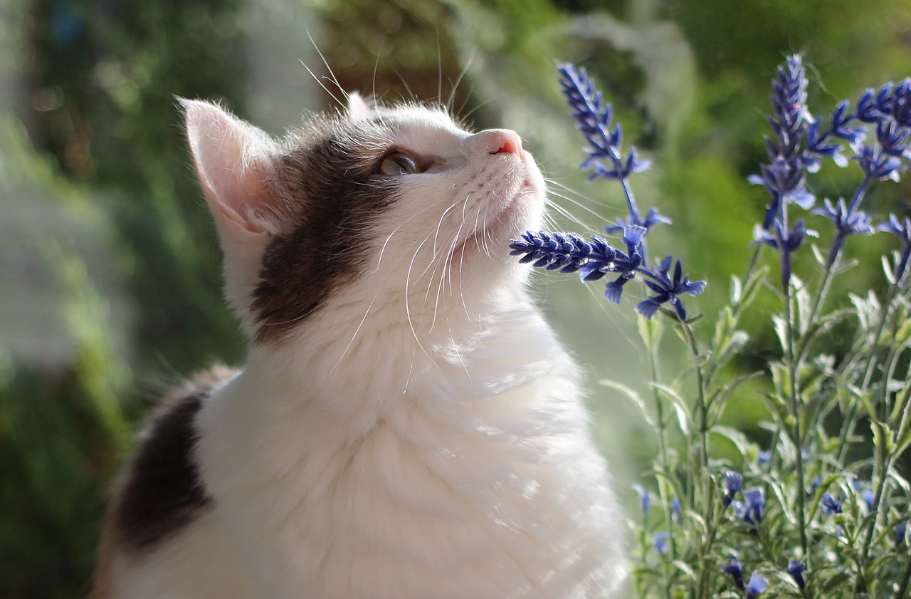 cat  portrait  domestic free photo