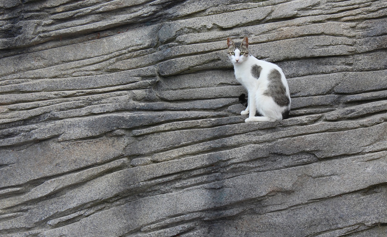 cat  rock  animal free photo