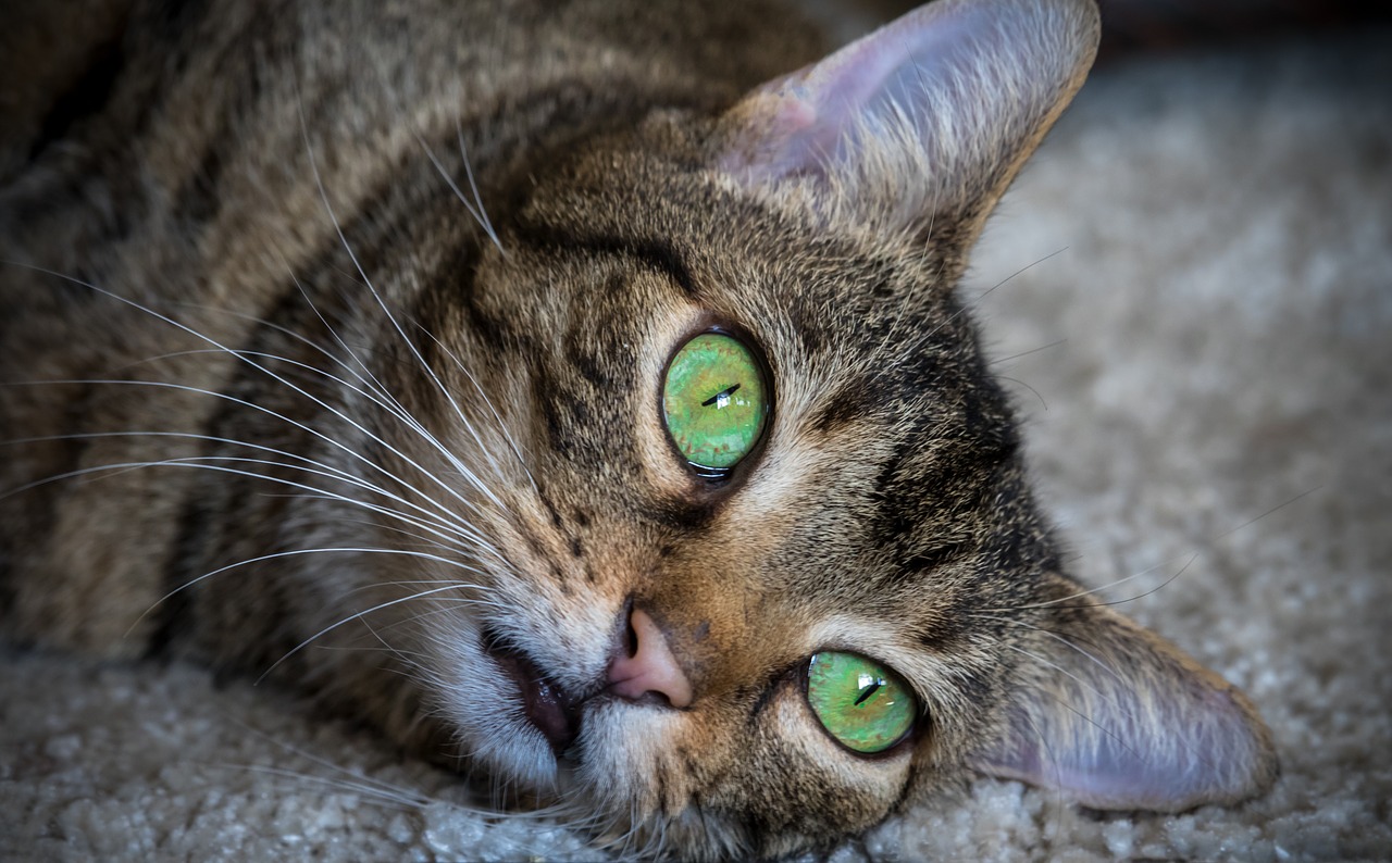 cat  animal  green eyes free photo